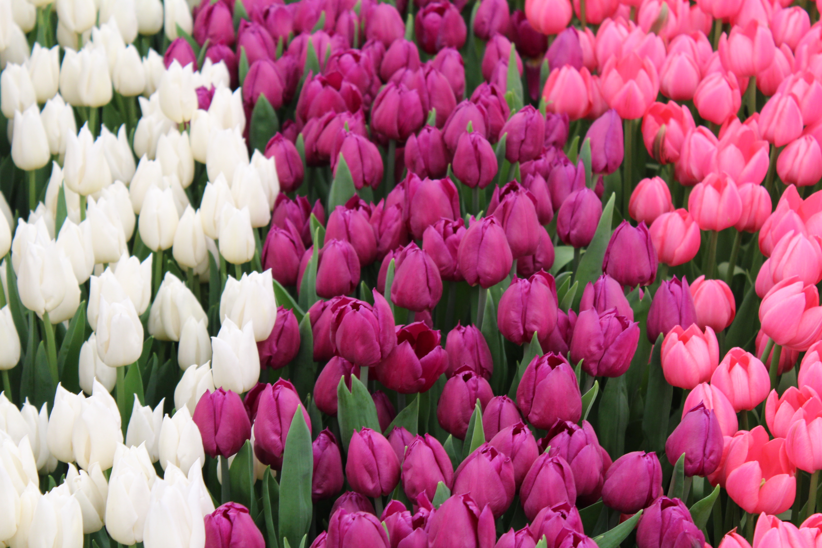 DIY Tulpenstrauss wie ein Profi binden