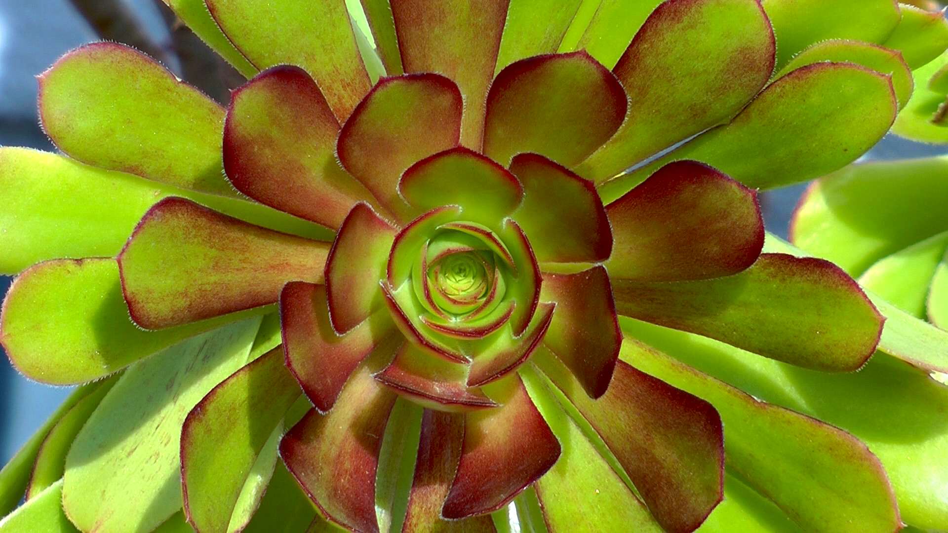 Sukkulenten Garten & Natur gestalten erleben geniessen