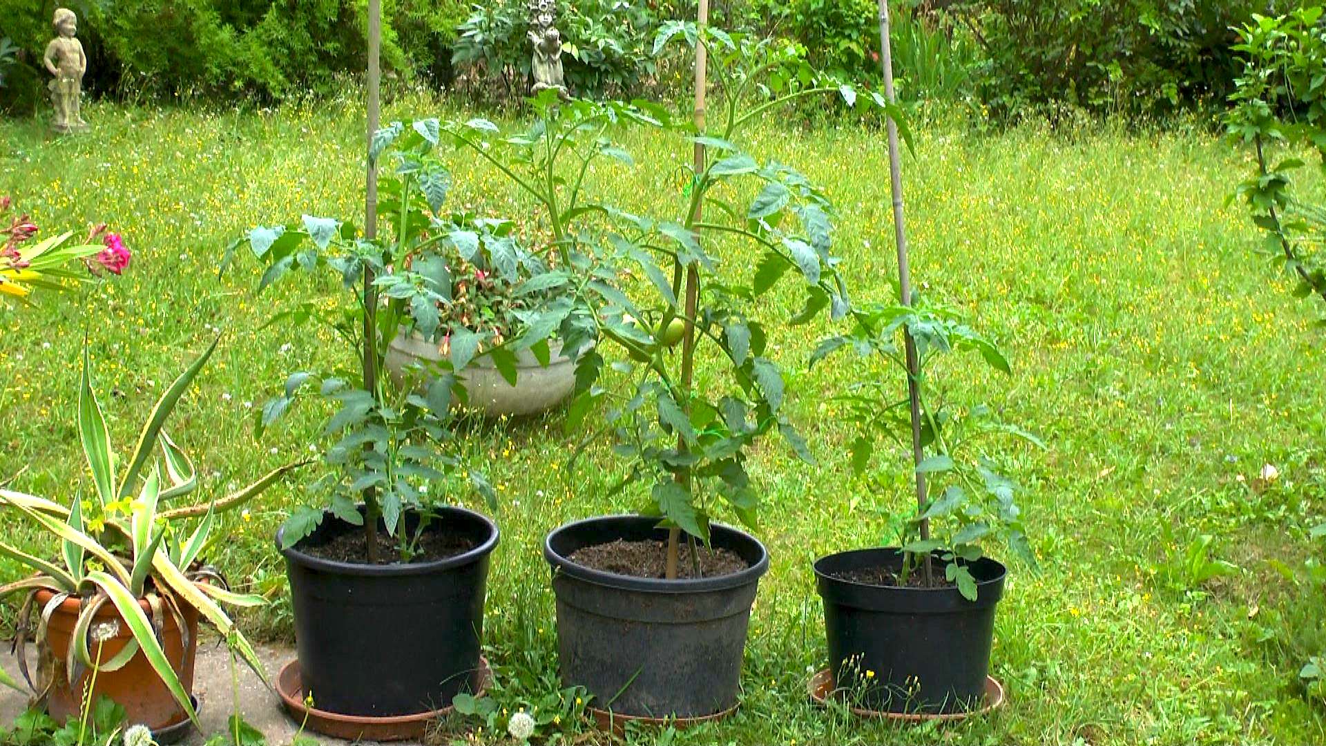 Tomate GartenNatur