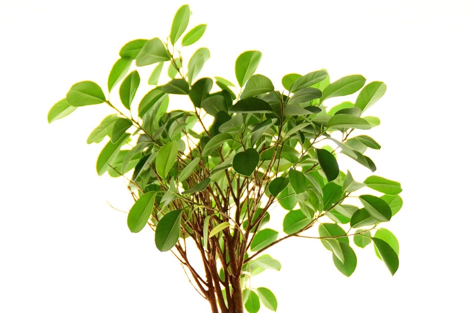 Ficus Benjamina eine beliebte Zimmerpflanze Garten Revue