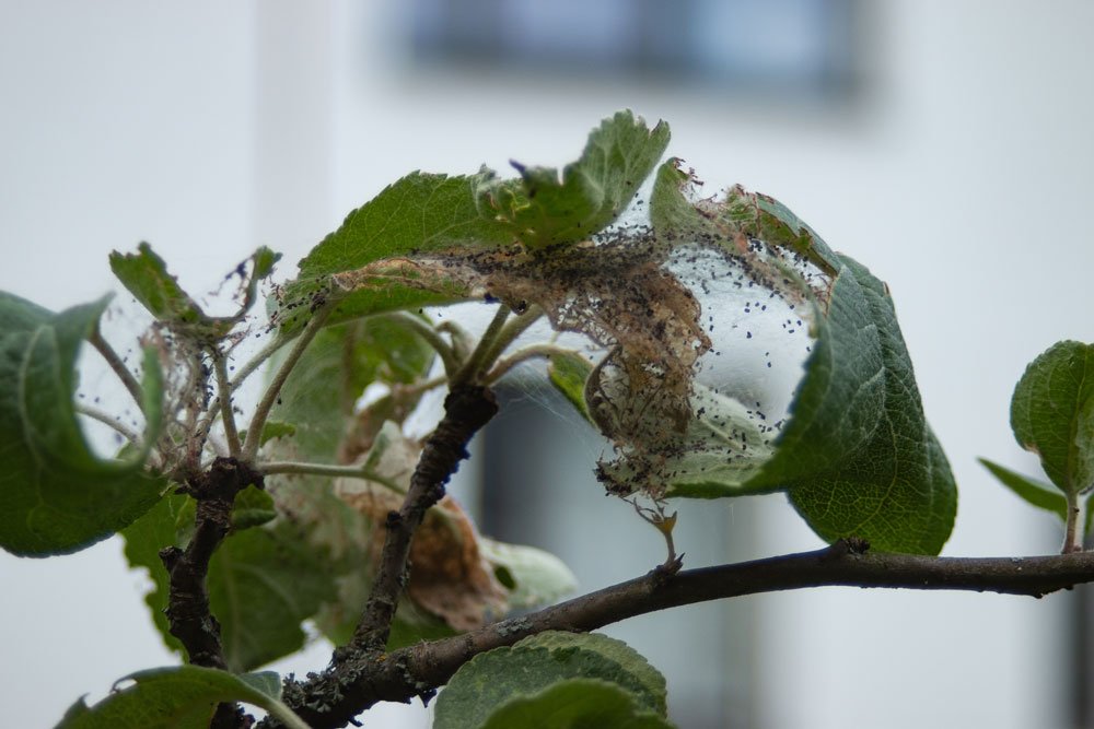 ApfelbaumSchädlinge bekämpfen 10 Schädlinge & Mittel zur Bekämpfung