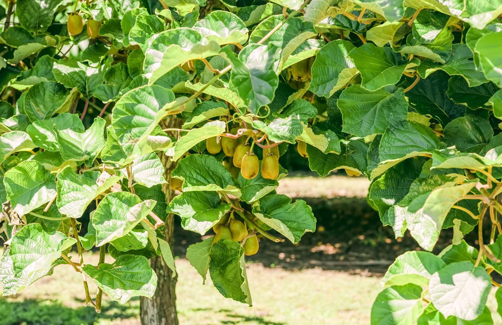 Kiwi vermehren Schritt für Schritt erklärt