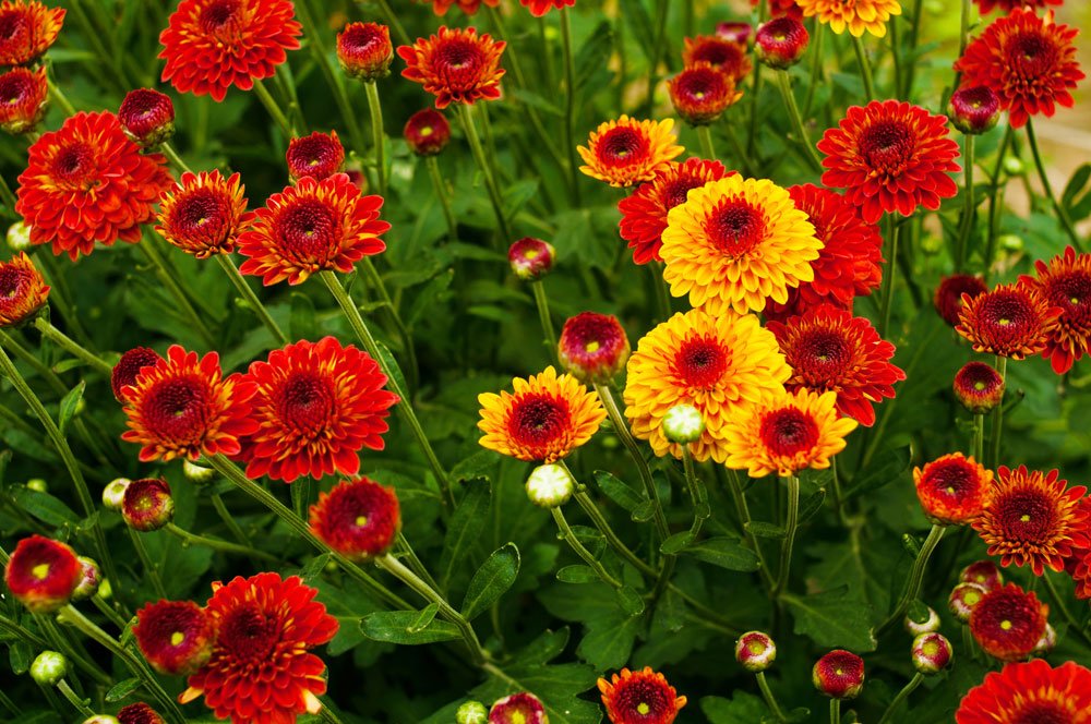 Winterharte Chrysanthemen Das sollten Sie wissen