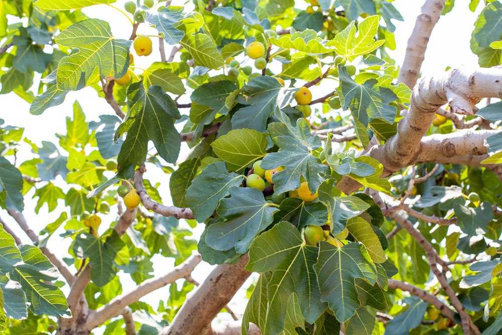 Feigenbaum umpflanzen Schritt für Schritt erklärt