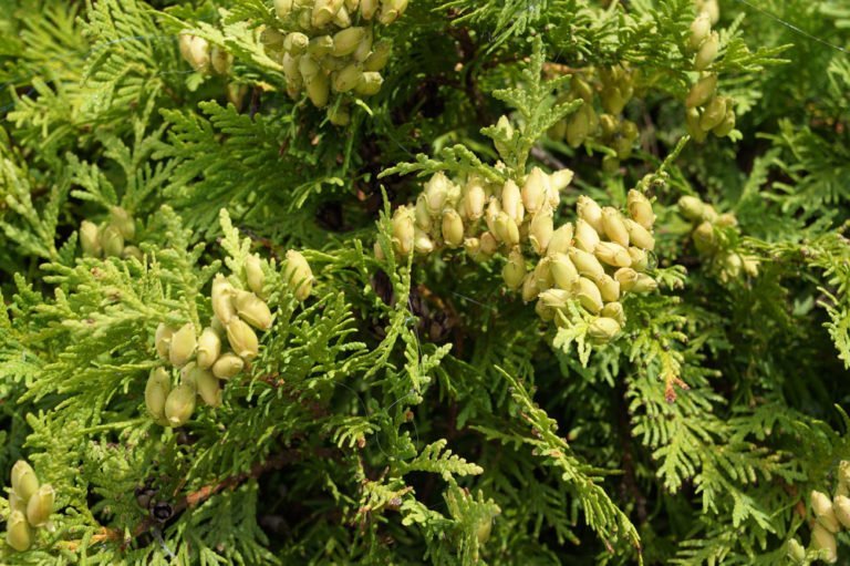Thuja Smaragd Pflanzen, düngen und schneiden
