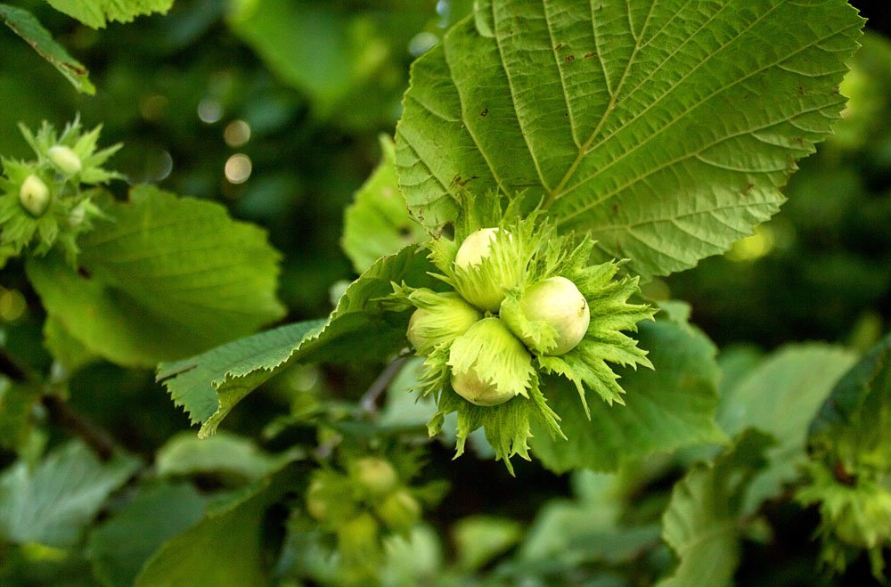 Nussbaum im Garten welcher ist
