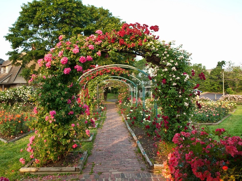 Rankhilfe Für Rosen » Infos, Tests, Vergleiche » Gartenzeile.de