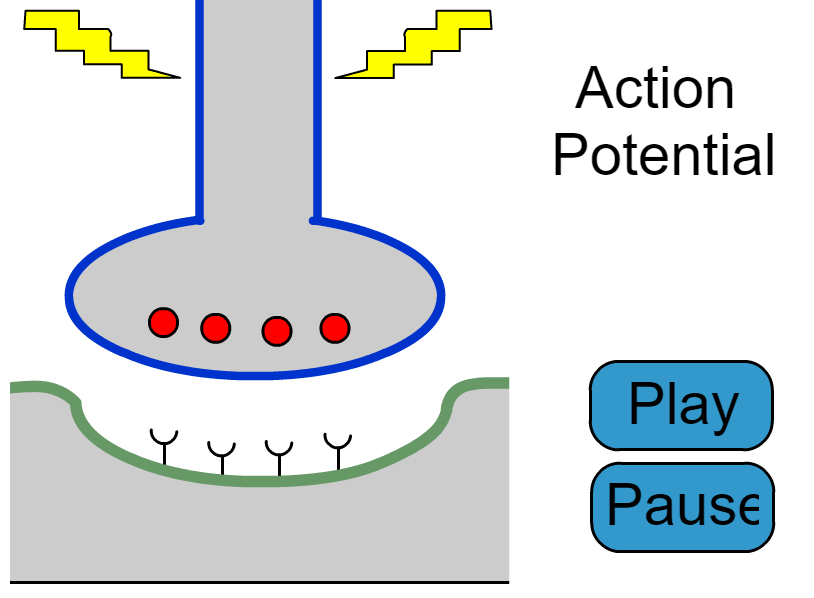 Psychology Teaching Animations