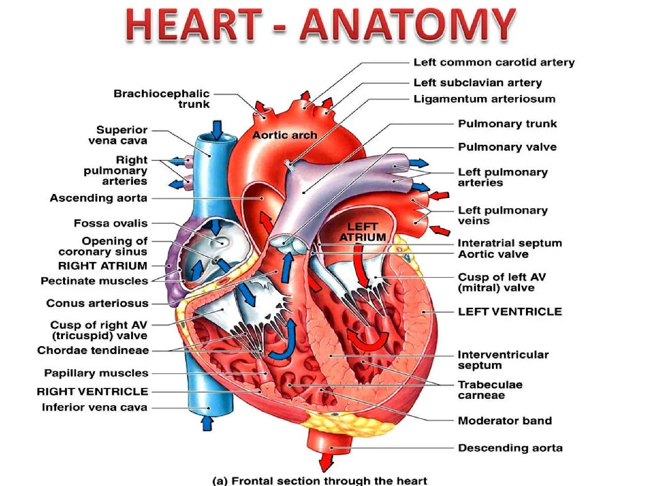 Conus Arteriosus Heart