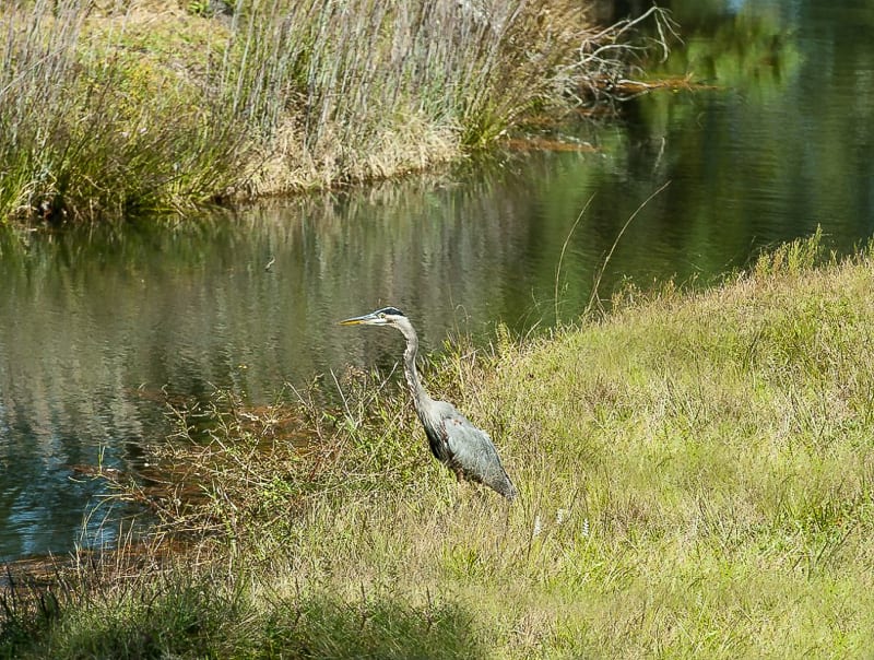 Tour The Course Gates Four Golf & Country Club