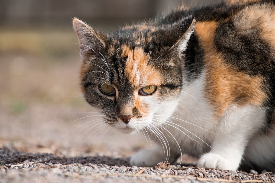 gato cabeza baja