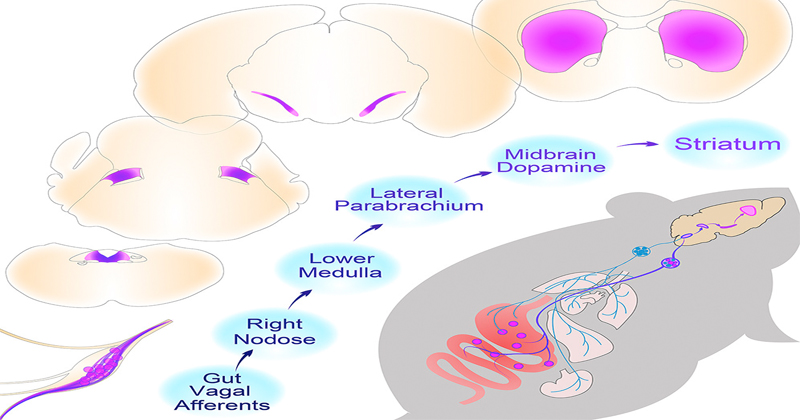 《Cell》腸道迷走神經可刺激大腦 改善進食障礙！？ 環球生技月刊