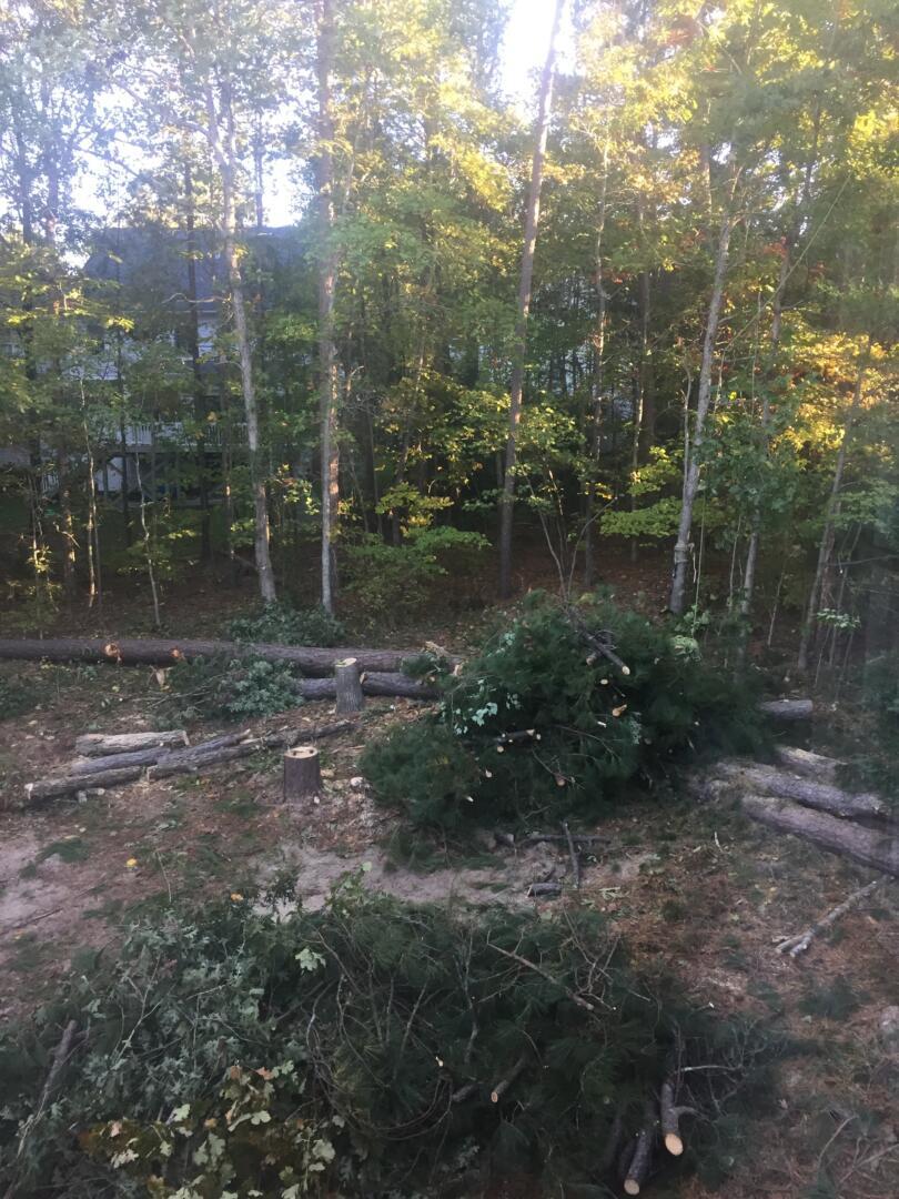 Backyard Tree Removal GC Construction Services Inc Concrete