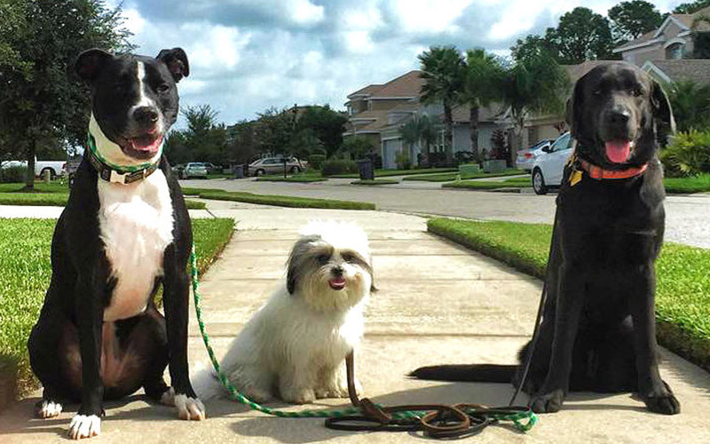 Gulf Coast K9 Dog Training Dog Trainers Bradenton & Sarasota FL