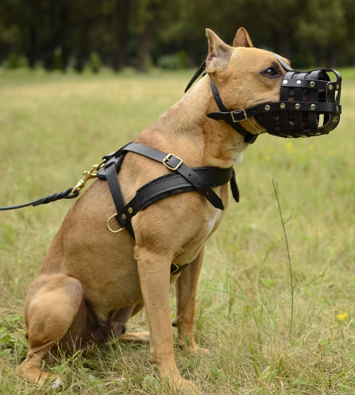 muzzled Gulf Coast K9 Dog Training