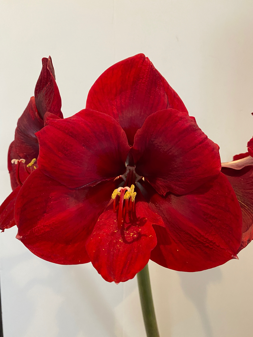 Amaryllis Ferrari The Garden Club of Houston