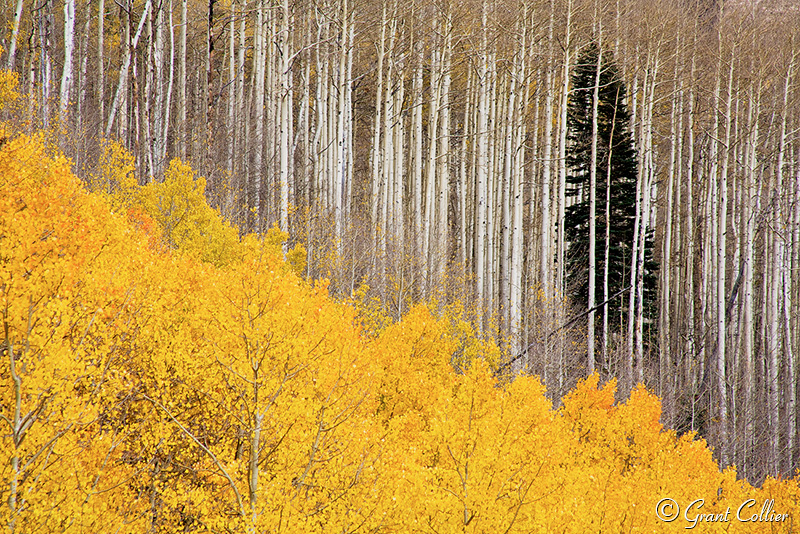 Aspen trees, fall colors, foliage, pine, nature images