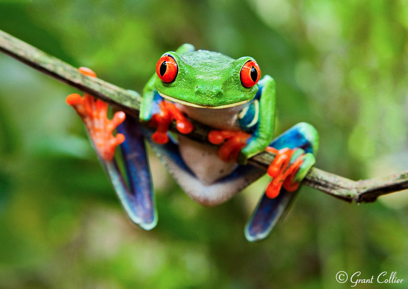 Costa Rica wildlife, Red Eyed Tree Frogs, amphibians