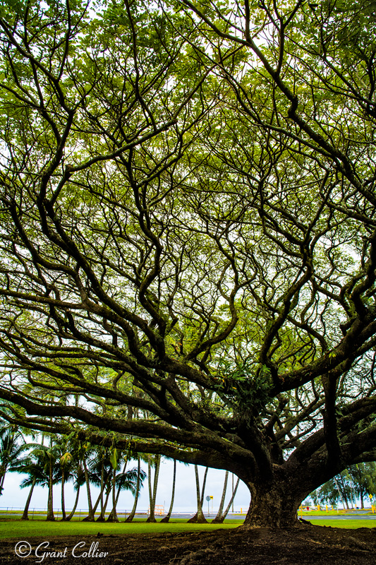 Hilo tree, branches, Big Island, Hawaii images