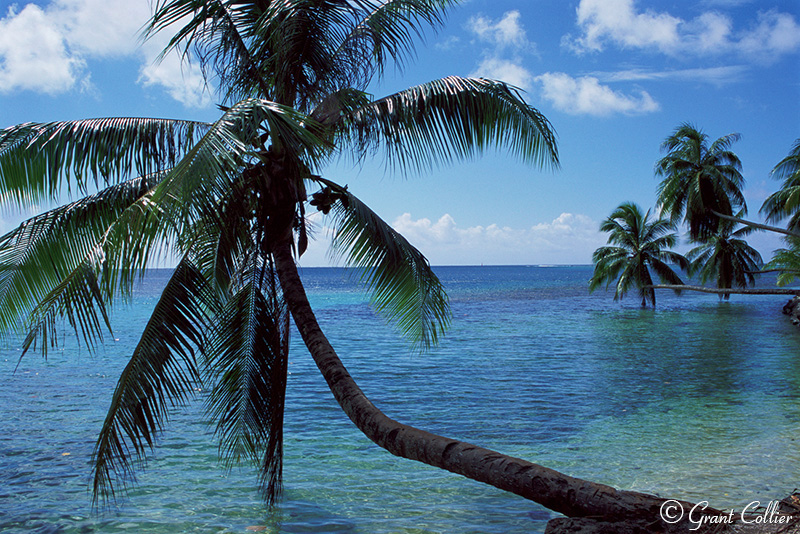 palm trees, Opunohu Bay, Moorea Island, Tahiti, paradise, beach