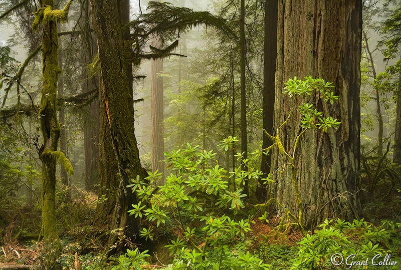 Redwood trees, rhododendron, California Forest
