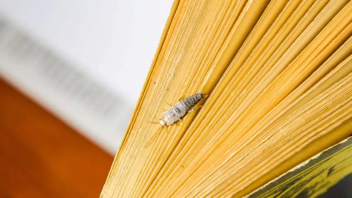 What Attracts Silverfish And How To Get Rid Of Them