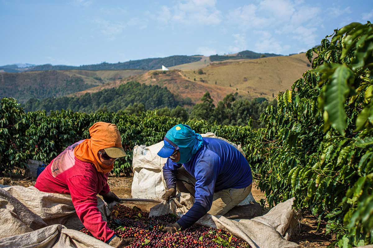 How Global Coffee Platform is decoding sustainability