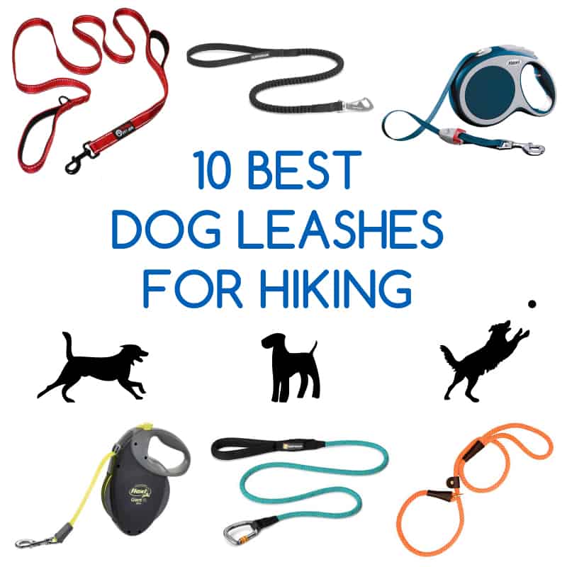 10 Best Dog Leashes for Hiking Adventures Gear Assistant