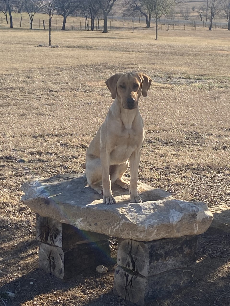 Meet Texas Game Warden K9 Lola Gear Up for Game Wardens
