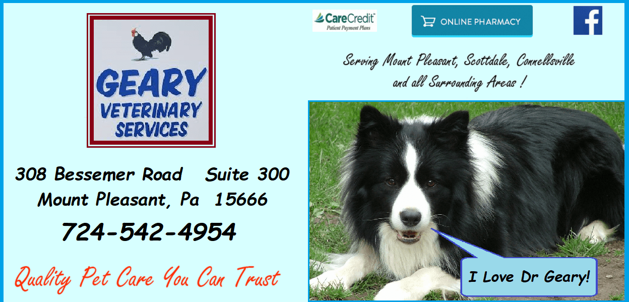 The Staff at Geary Veterinary Services Mt Pleasant, Pa