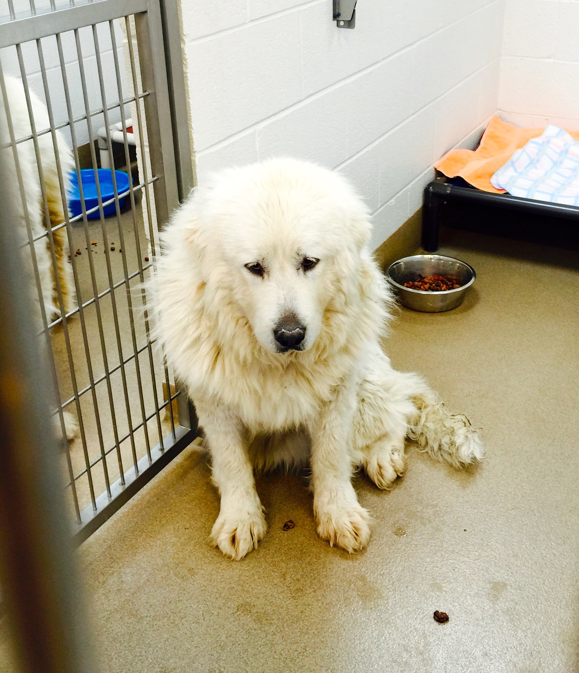 More Than 100 Animals Rescued from Geauga County Home Geauga County