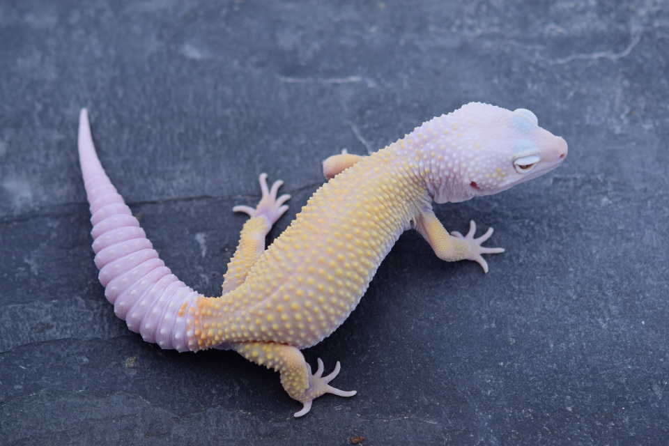 L415 Tangerine Blazing Blizzard Male SOLD PH