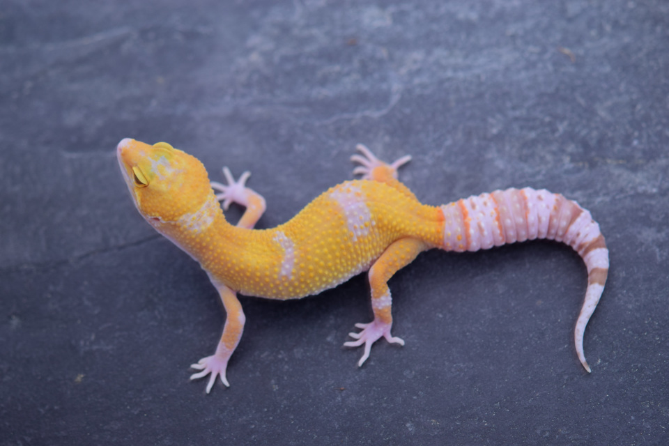 Super Giant Leopard Geckos for Sale