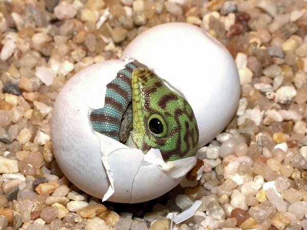 Vote Cutest Gecko Hatchling Contest Gecko Time Gecko Time