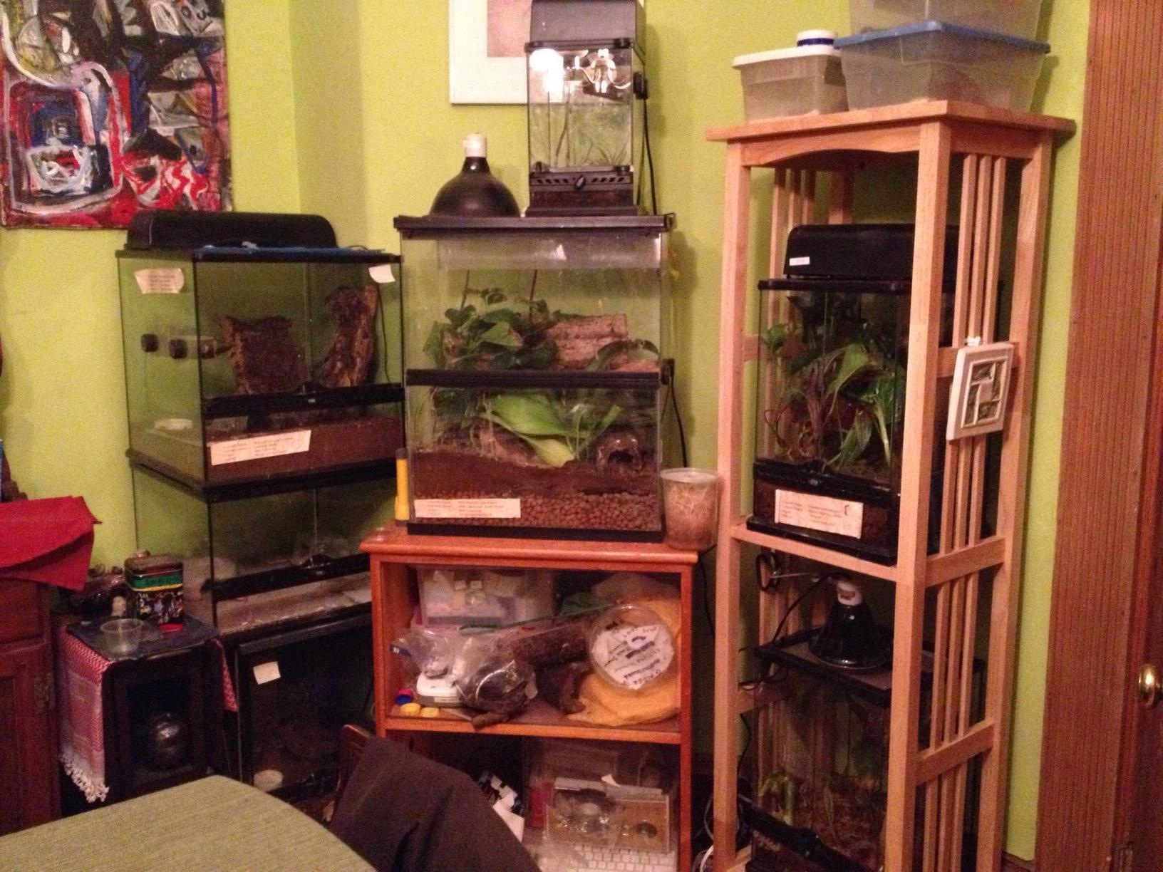 A Game of Musical Cages Gecko Time Gecko Time