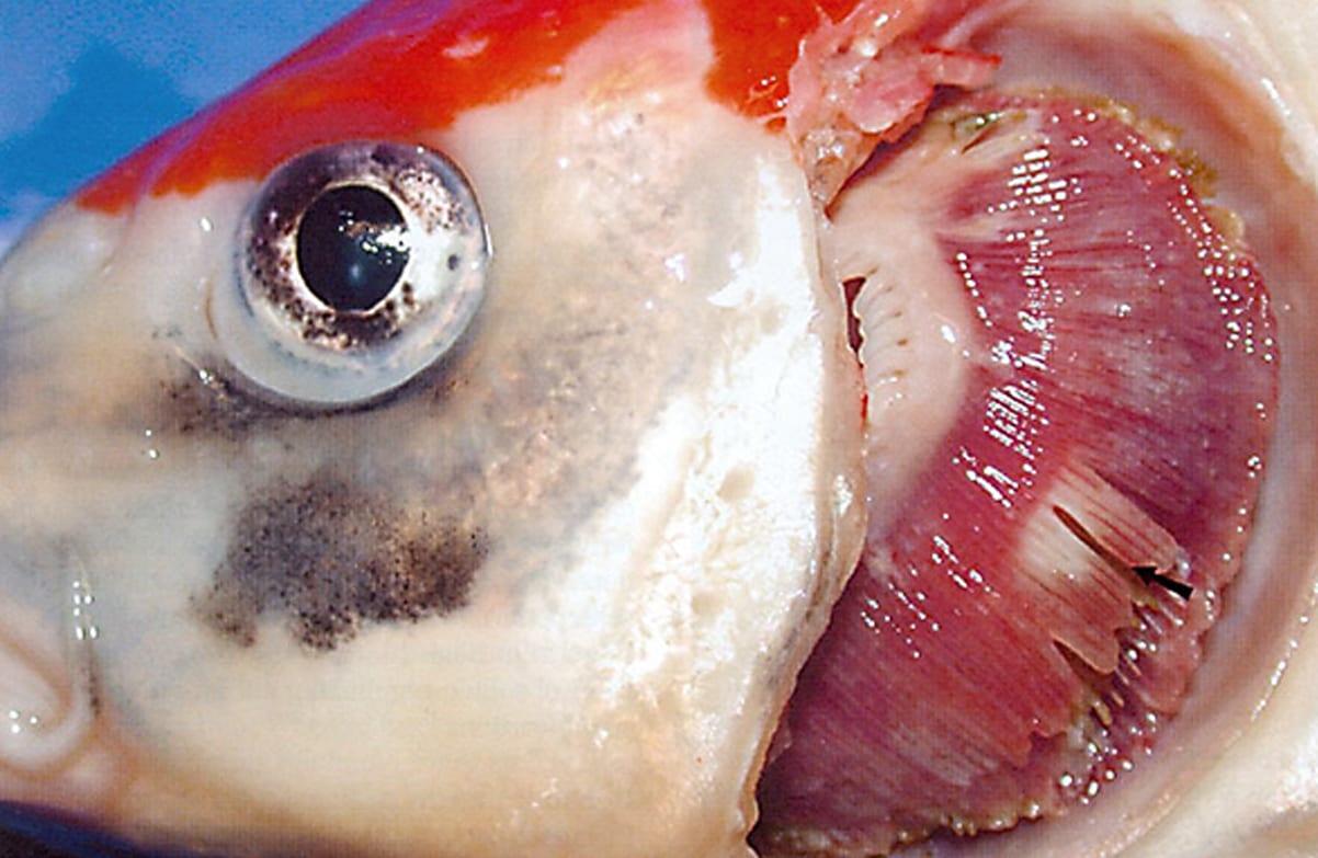 Koi herpes outbreak at country park in Newstead Gedling Eye