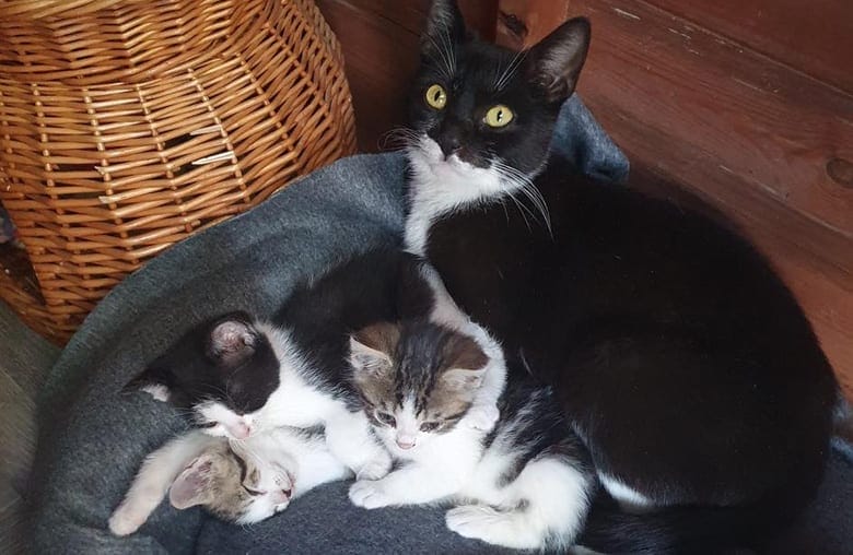 Cat rescue charity in Burton Joyce is still caring for dozens of