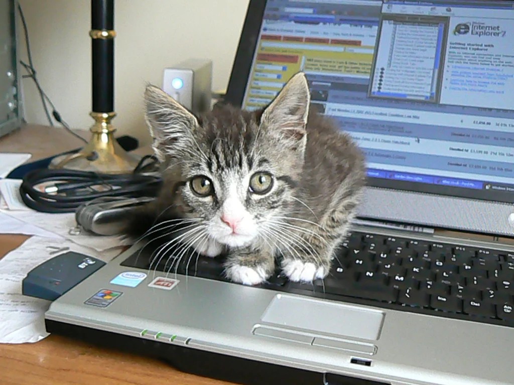 If You Think Your Dell Laptop Smells Like Cat Pee, You Might Not Be