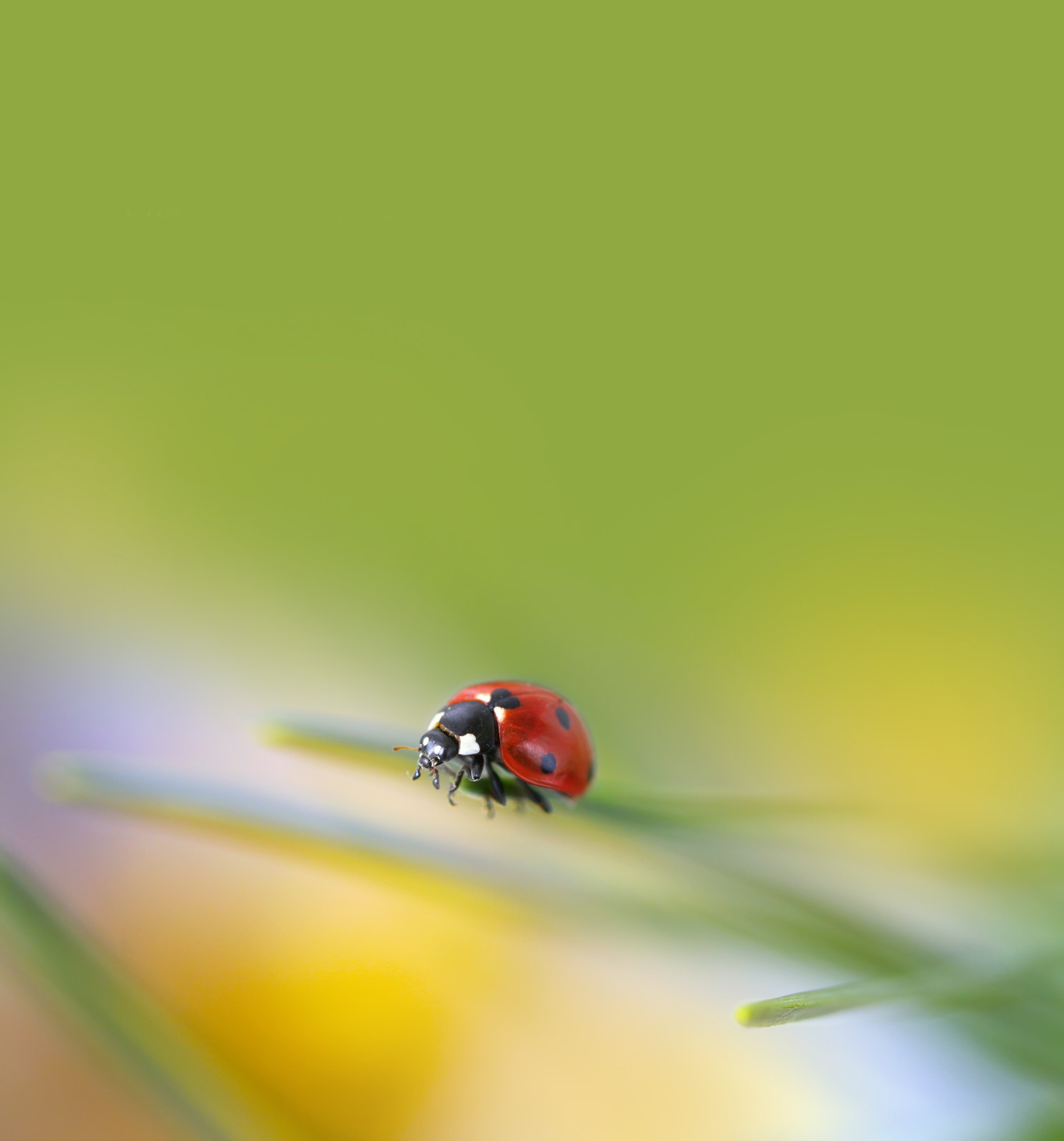 ladybug in nature