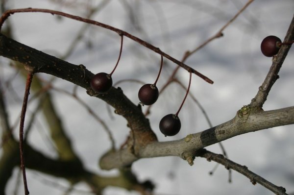 Celtis occidentalis: Hackberry Fruit.