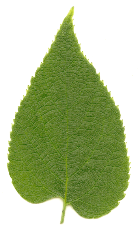 Hackberry - edible wild plant - how to find, identify, prepare, and other uses for survival. 7 Celtis occidentalis Hackberry leaf showing shape and vein structure