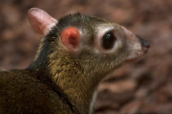 Java mouse deer closeup of head, ears, and eye