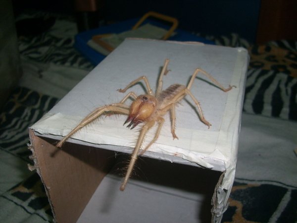 Meet death on eight legs - the fierce and awesome camel spider was born to give people nightmares. 5 1280px Mavaitan