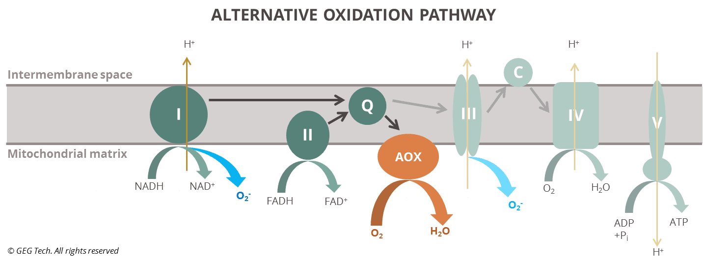 AOX AOX JapaneseClass.jp