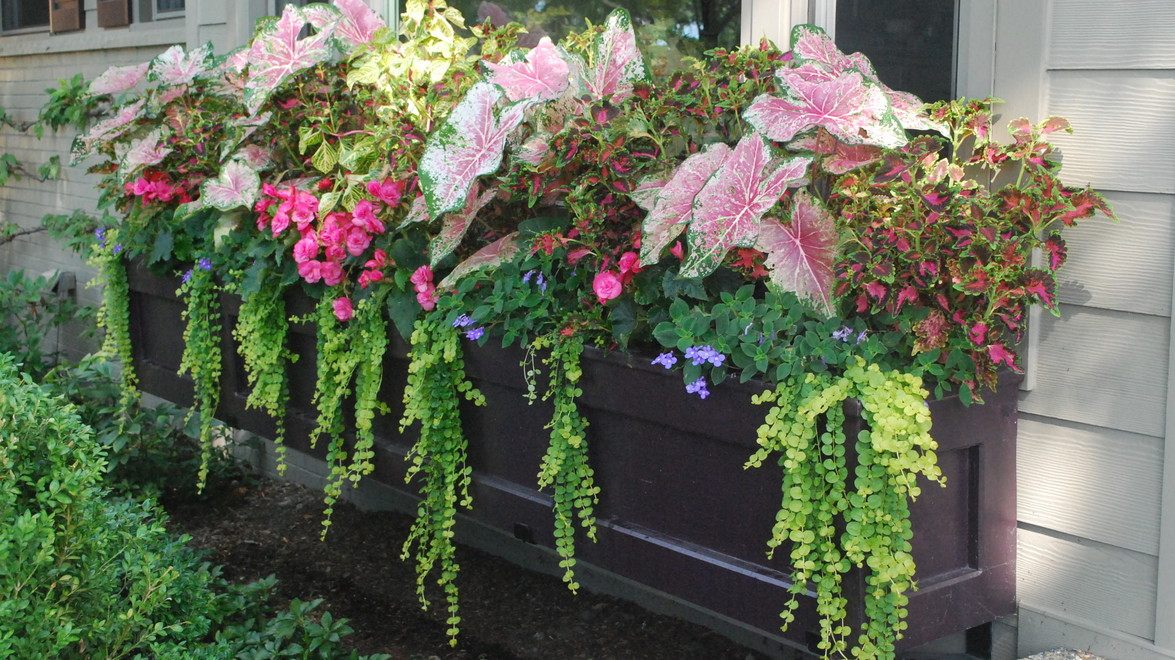 How to Create the Perfect Balcony Planter Gelderman Landscape Services