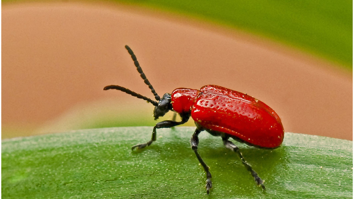 Red Lily Beetle Watch Out for This Devastating Pest Gelderman Landscape Services
