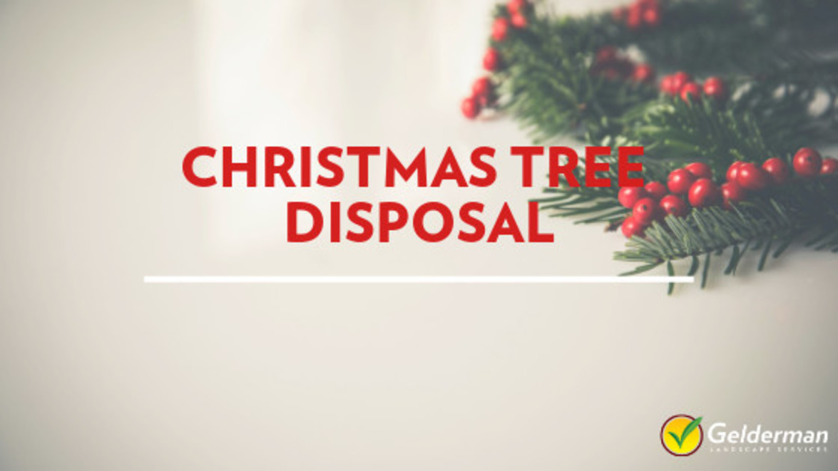 Christmas Tree Disposal Jeffco Co 2023 Christmas Tree Disposal Gelderman Landscape Services