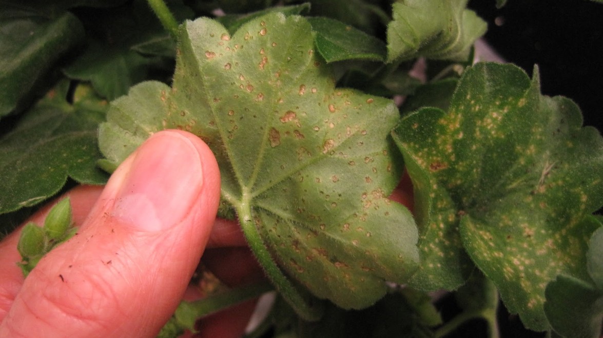 Signs Of Overwatering Devil S Ivy at Bessie Herrick blog