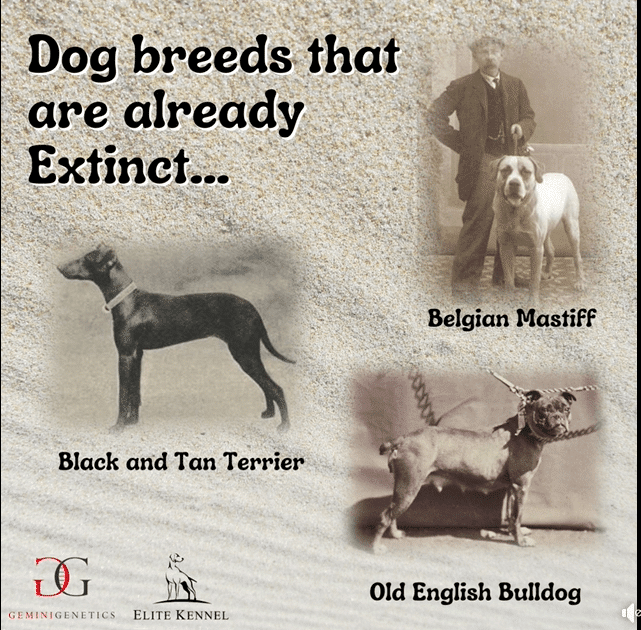 Dog Breed Extinction Gemini