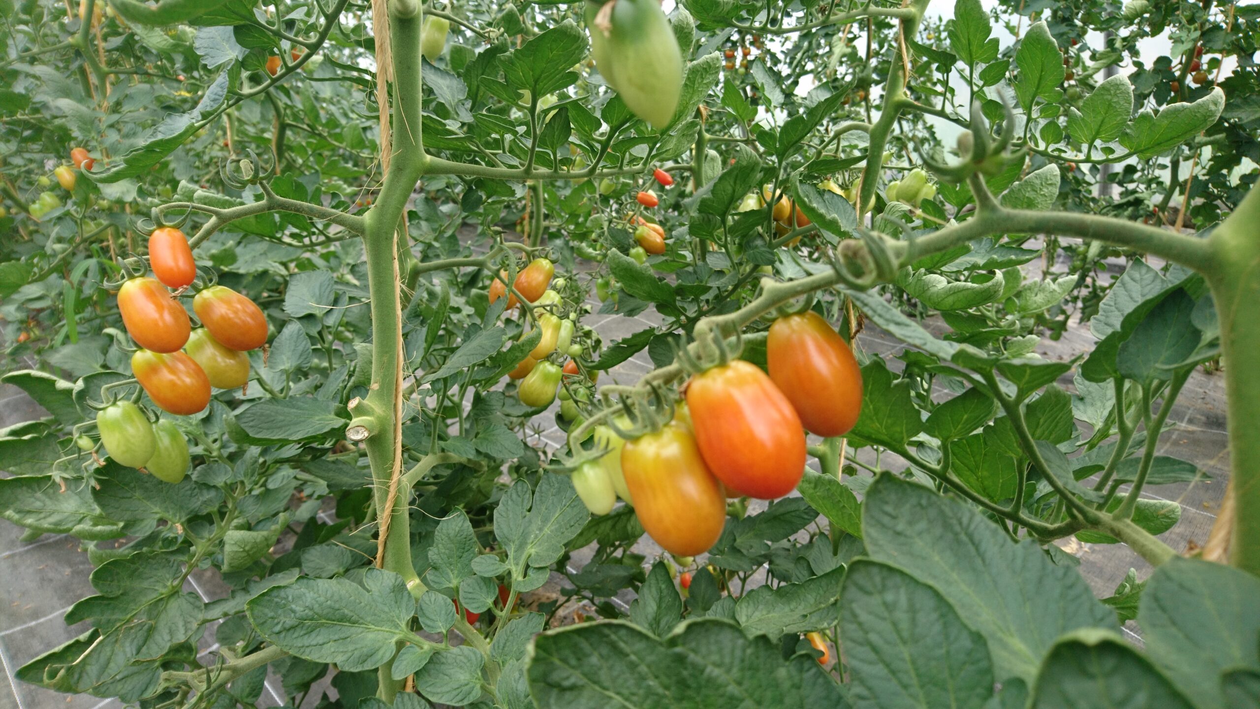 Home Die Obst & Gemüse Deele GmbH